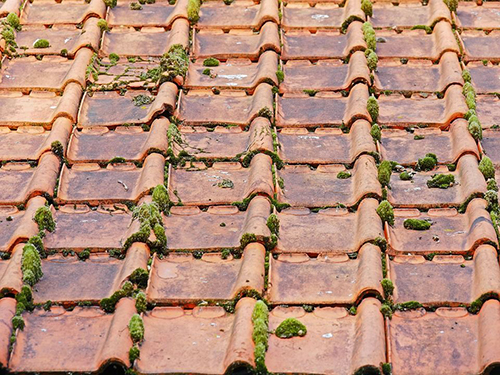 mousse et lichen sur le toit